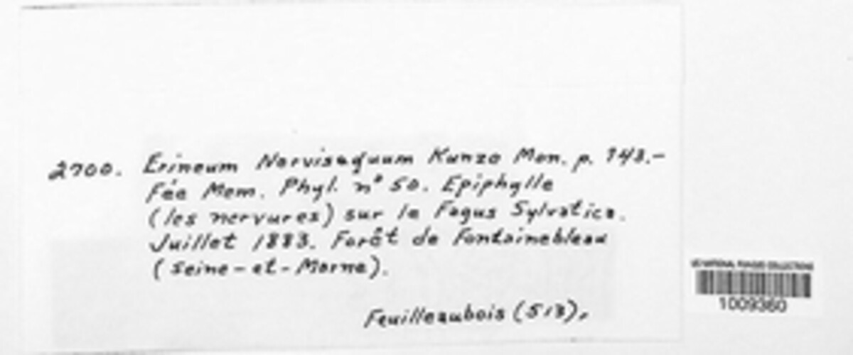 Erineum nervisequum image